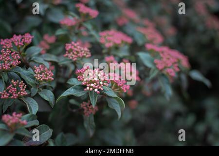 Pink flowers lat. Viburnum tinus close-up. Beautiful authentic natural background. Pastel green and purple shades. Cultivation of ornamental shrubs in Stock Photo