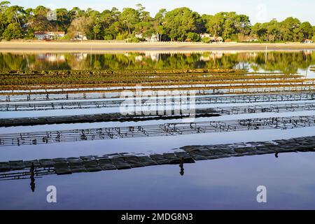 oyster breeding bench installed in the canal of lake hossegor Stock Photo