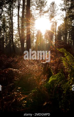 Sun rays shining through trees in woodland onto ferns in winter. Winter forest landscape. Stock Photo