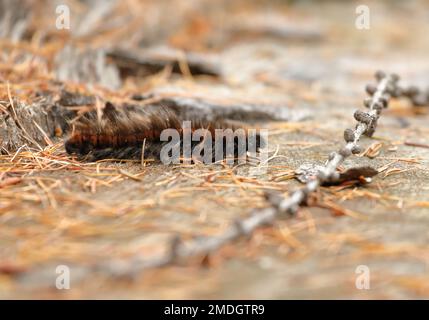 Closeup of an oak eggar moth larva, Lasiocampa quercus, with its characteristic hairy appearance near Davos, Switzerland Stock Photo