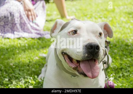 Portrait of american stanford dog. No people Stock Photo