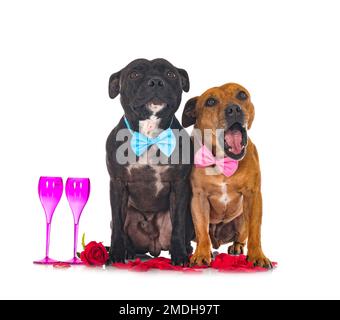 staffordshire bull terriers in front of white background Stock Photo