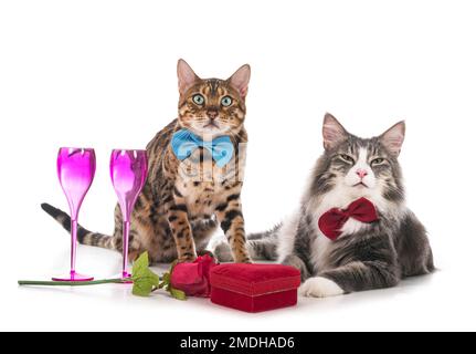 Norwegian Forest cat and bengal cat in front of white background Stock Photo