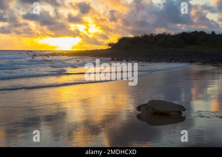 Loggerhead TurtleCaretta caretta Female Bargara Beach Australia Stock Photo