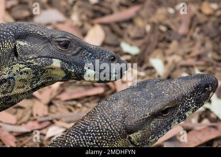 A male Lace Monitor approaches a female in an atempt to mate.Varanus varius Captive Animal Australia Stock Photo