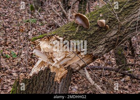 Storm damage caused by a broken trunk in a thick tree caused by a storm in winter, Hesse, Germany Stock Photo