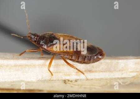 Minute pirate bugs or called flower bugs (Anthocoridae) is a family of ...