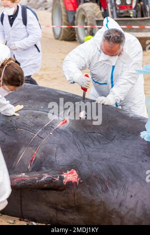 Hyperoodon ampullatus-Female beaked whale stranded on Sangatte beach. Autopsy carried out by the University of Liège and the CMNF Stock Photo