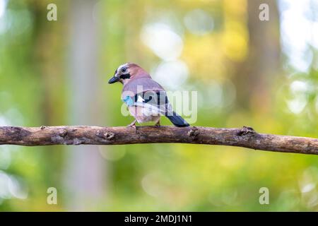 Geai des Chênes de dos, perché sur une branche, France, Moselle, automne Stock Photo