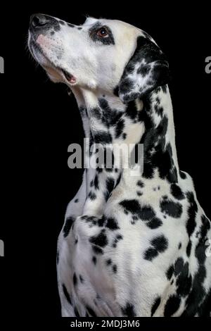 Dalmatian in studio and outdoor Stock Photo