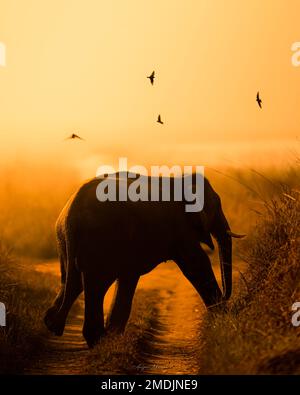 STUNNING images of diverse wildlife have been captured in Rajasthan, India during the golden hour of the day.   From an elephant calf to a stunning st
