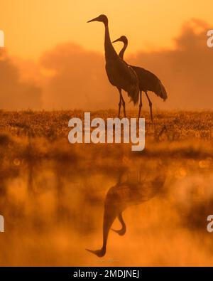 STUNNING images of diverse wildlife have been captured in Rajasthan, India during the golden hour of the day.   From an elephant calf to a stunning st