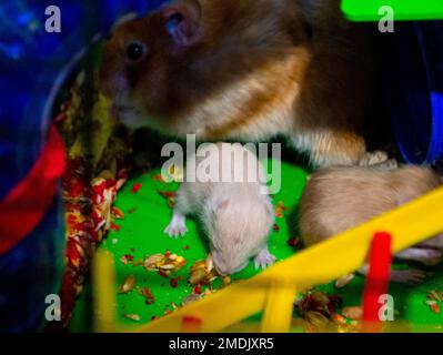 Hamster nest close-up. Many small hamsters in grass nest. Newborn hamsters. Little rodents. Pets. Syrian hamsters. Very small blind hamsters. Reproduction and breeding of domestic animals. Rodent cubs Stock Photo