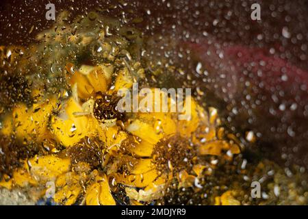 Free Photo  View of rose flowers behind condensed glass