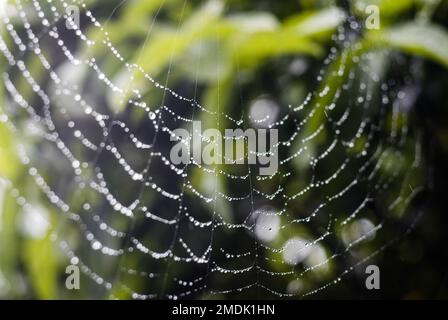 Rain drops on Spider web Stock Photo