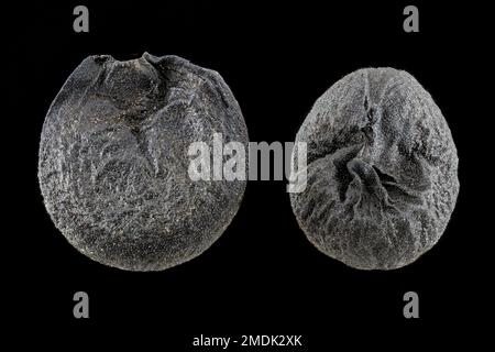 Allium ursinum, Wild garlic, Bärlauch, close up, seeds, 2.5 mm in diameter Stock Photo
