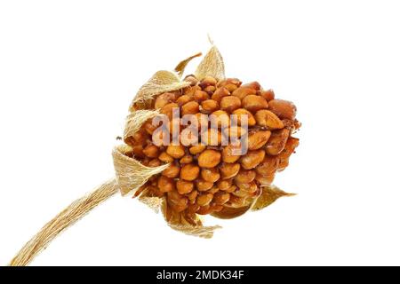 Fragaria vesca, Wild strawberry, Wald-Erdbeere, close up, seeds, dried fruit