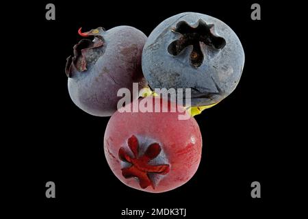 Vaccinium corymbosum, Northern highbush blueberry, Amerikanische Heidelbeere, close up, fruits, berries Stock Photo