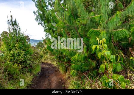 forests and mountains in the beautiful Colombian nature Stock Photo - Alamy