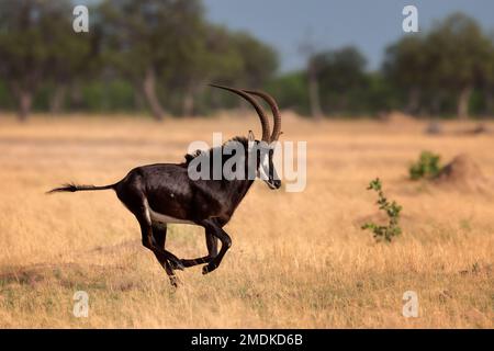 Sable Antelope (Hippotragus niger) in motion, running, full speed, - Hwange National Park, Zimbabwe, Africa Stock Photo