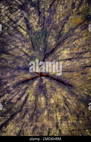 A pattern of cracks in the felled trunk of a tree, England. Stock Photo