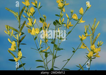 dyer's greenweed, Dyer's greenweed (Genista tinctoria), blooming, Germany, Bavaria Stock Photo