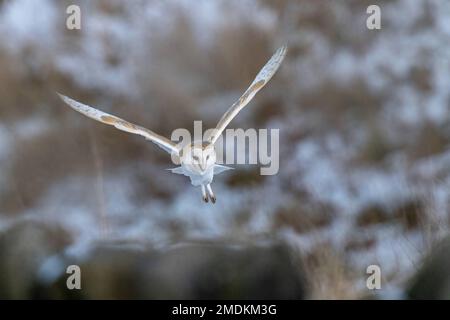 Coming in for landing. Yorkshire, UK: THESE STUNNING images taken on last Friday 20th January show a Yorkshire barn owl darting in and out of the fall Stock Photo