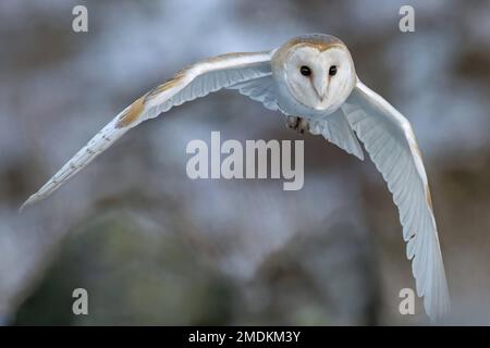 Flying away. Yorkshire, UK: THESE STUNNING images taken on last Friday 20th January show a Yorkshire barn owl darting in and out of the falling snow.