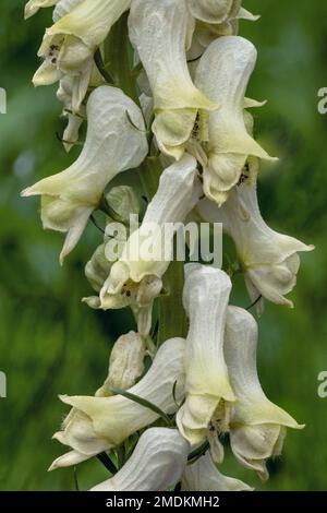 Yellow wolfsbane, Northern Wolfsbane, Monkshood, Wolf's bane (Aconitum lycoctonum ssp. vulparia, Aconitum vulparia), flowers, Italy, South Tyrol, Stock Photo