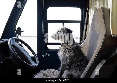 Dog seat for motorhome sale