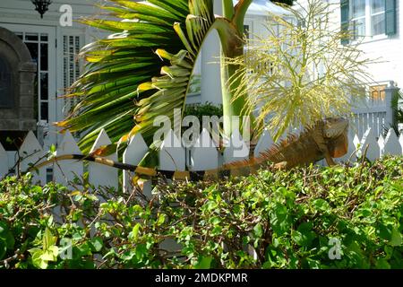 Iguana in Key West, Florida Stock Photo