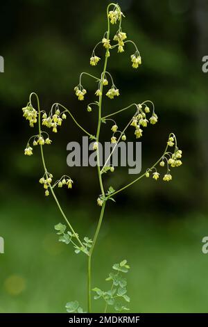 lesser meadow-rue (Thalictrum minus), inflorescence, Italy, South Tyrol, Dolomites Stock Photo