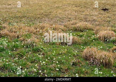 spring snowflake (Leucojum vernum), blooming in a meadow, Germany, Bavaria, Oberbayern, Upper Bavaria, Pfaffenwinkel Stock Photo
