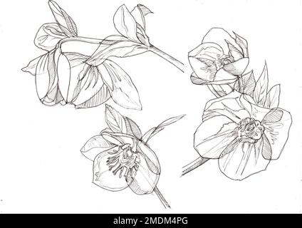 Black and white pencil sketch of hellebore flowers. Stock Photo