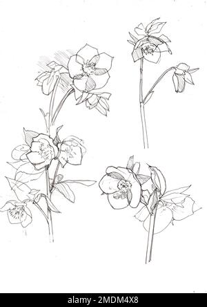 Black and white pencil sketch of periwinkle flowers and leaves. Stock Photo