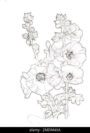 Black and white pencil sketch hollyhock flowers and leaves. Stock Photo