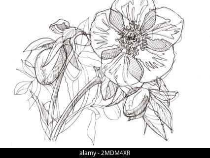 Black and white pencil sketch hellebore flowers and leaves. Stock Photo