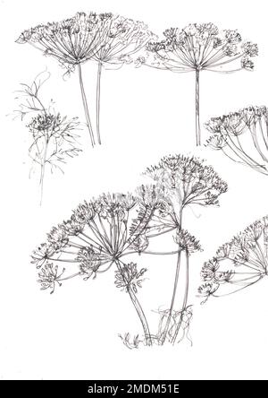 Black and white pencil sketch dill flowers and leaves. Stock Photo