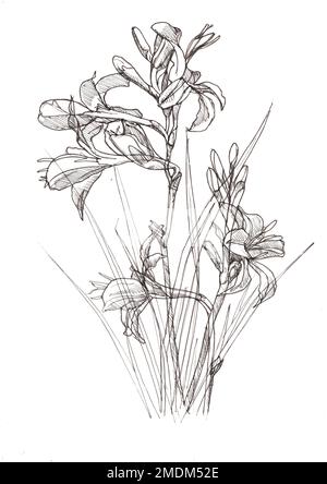 Black and white pencil sketch crocosmia flowers and leaves. Stock Photo