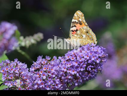 The Painted Lady Butterfly feeding on Buddleja Lochinch Stock Photo