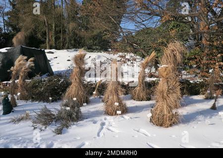 Palm trees covered with straw protectors to keep warm during winter Stock  Photo - Alamy