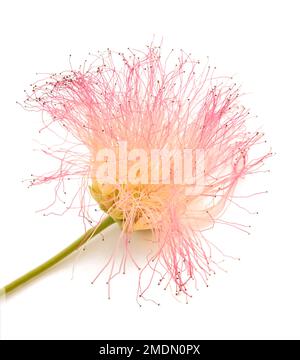 Pink silk tree flower isolated on white Stock Photo