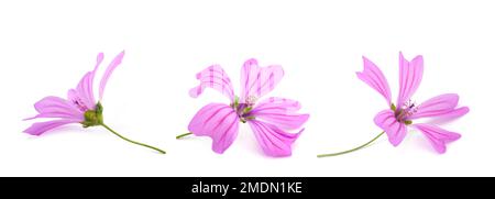 Mallow  flowers  isolated on white background Stock Photo