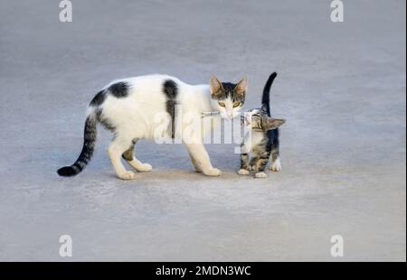 Mother cat feeding her cute hungry kitten, holding a fresh fish in her mouth and let the hungry baby kitty eating, Greece Stock Photo