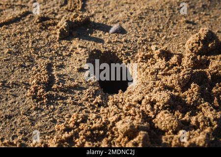 Hole in the sand, close up. made by Sand bubbler crab on the Long Beach Koh Lanta, Krabi, Thailand. Stock Photo