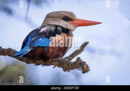 African pygmy kingfisher, Ispidina picta, Ambolseli National Park, Kenya Stock Photo