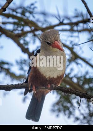 African pygmy kingfisher, Ispidina picta, Ambolseli National Park, Kenya Stock Photo