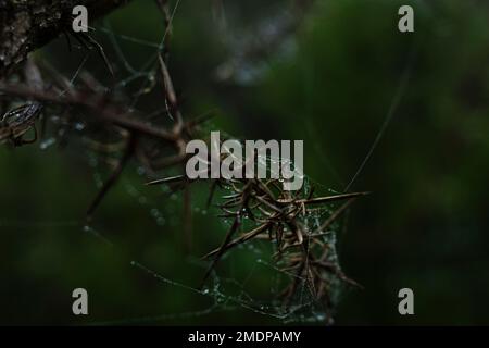 Raindrops glisten on a spider web on a thorny bush in the forest near Erjos, Tenerife, Canary Islands, Spain Stock Photo