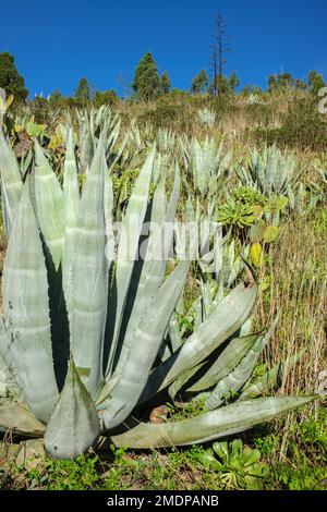 Agave americana, common names century plant, maguey, or American aloe,  succulant cactus plant, Erjos, Tenerife, Canary Islands, Spain Stock Photo  - Alamy