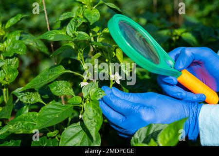 Close up shot of agro scientist at greenhouse checking plant leaves using magnifying glass - concept of research, studying and Botanist Stock Photo